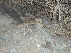 Crotalus molossus