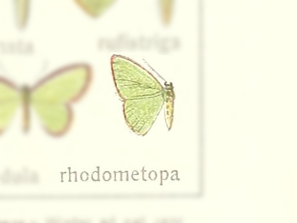 Comostola rhodometopa