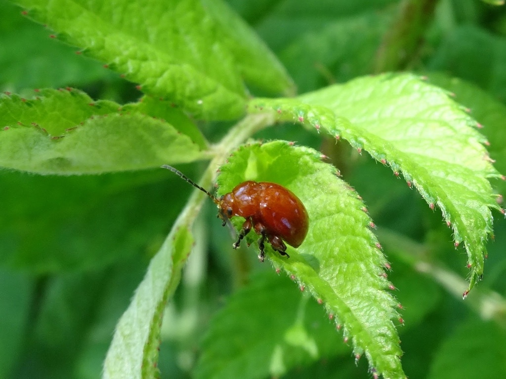 Argopus clypeatus from 岡田5丁目, 厚木市, 神奈川県, JP on April 27, 2023 at 1236
