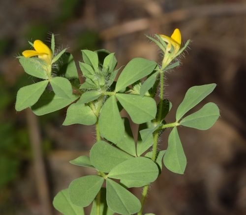 Lotus edulis