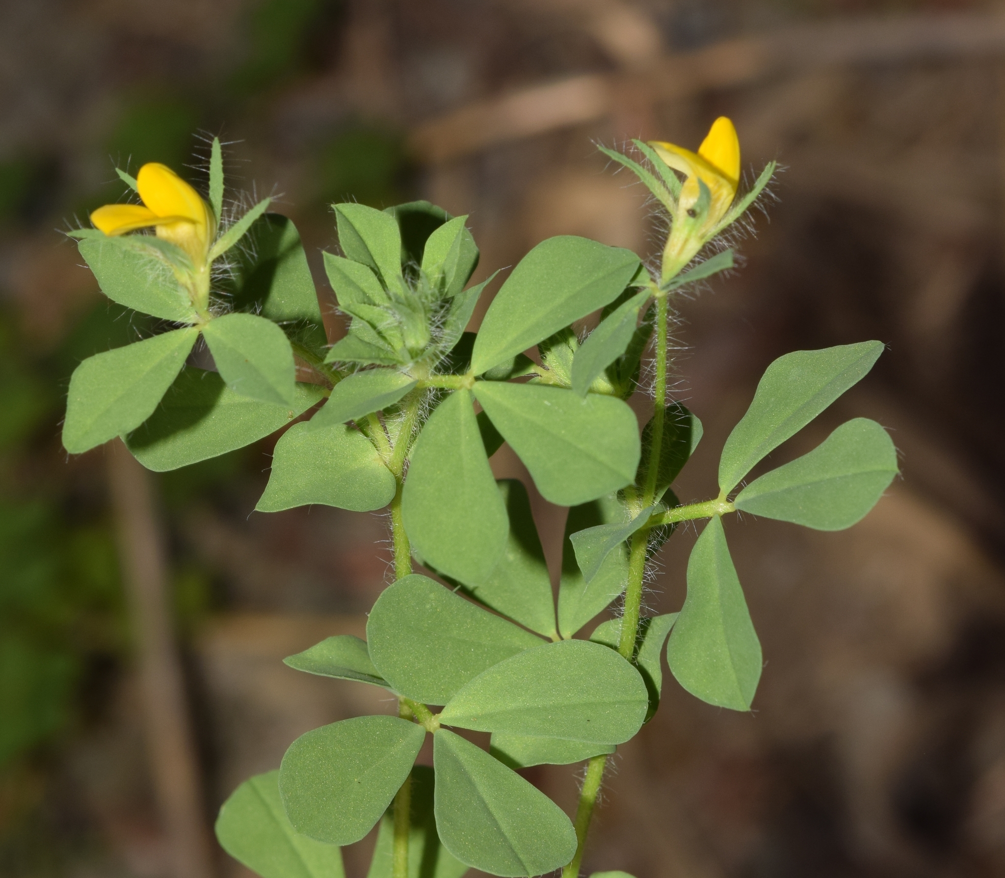 Lotus edulis