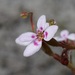 Stylidium assimile - Photo (c) Keith Morris, alguns direitos reservados (CC BY-NC), uploaded by Keith Morris
