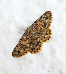 Gnophini