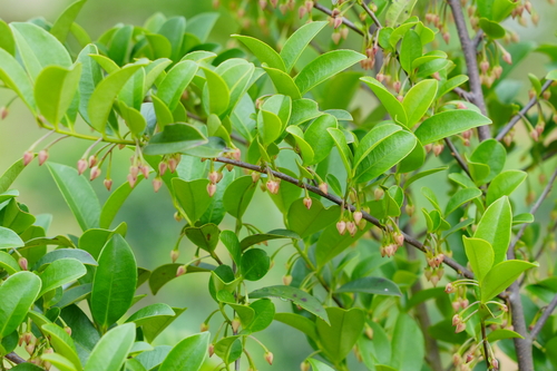 Adinandra millettii