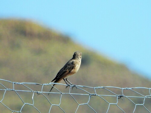 Chat Flycatcher (Agricola infuscatus), photo 10