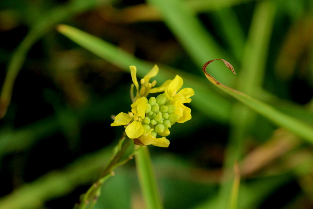 annual bastard cabbage from Bellville, Cape Town, South Africa on April 24, 2023 at 0112 PM by