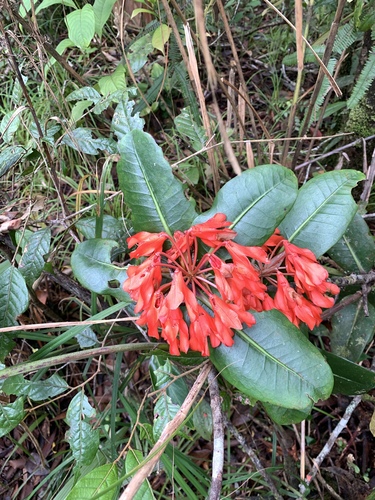 Rhododendron crassifolium, photograph 5