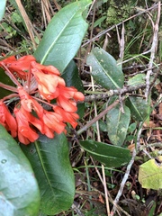 Rhododendron crassifolium, photograph (c) 呂一起(Lyu yi-chi), some rights reserved (CC BY)