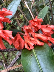 Rhododendron crassifolium, photograph (c) 呂一起(Lyu yi-chi), some rights reserved (CC BY)