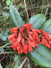 Rhododendron crassifolium, photograph (c) 呂一起(Lyu yi-chi), some rights reserved (CC BY)