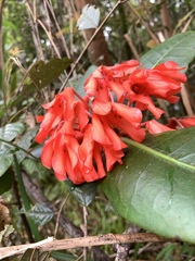 Rhododendron crassifolium, photograph (c) 呂一起(Lyu yi-chi), some rights reserved (CC BY)