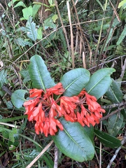 Rhododendron crassifolium, photograph (c) 呂一起(Lyu yi-chi), some rights reserved (CC BY)