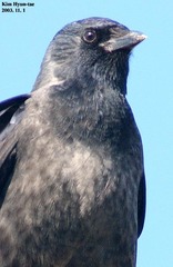 Corvus dauuricus
