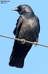 Corvus dauuricus