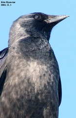 Corvus dauuricus
