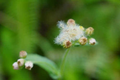 Conyza japonica iNat (2)