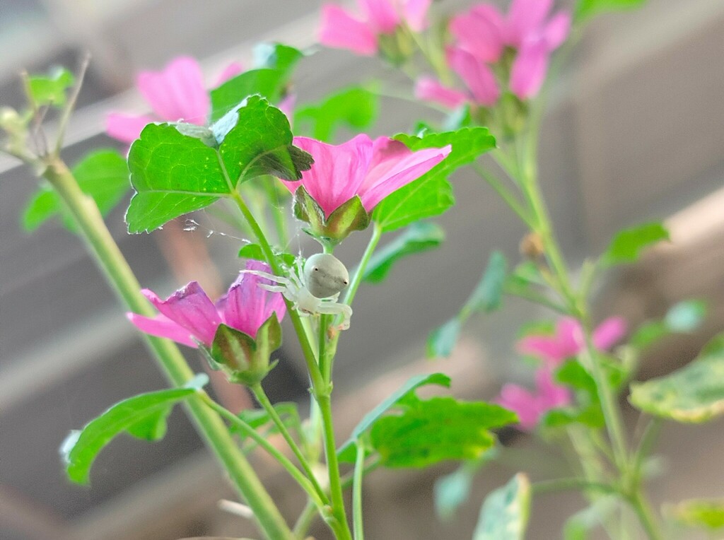 Flower Crab Spiders from Al Qibla, Basrah, Iraq on April 21, 2023 by