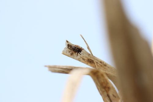 Furrow Orbweaver, Warmond, Nederland, photo 8 of 10