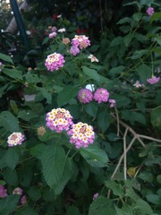 Lantana camara