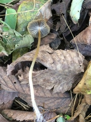 Psathyrella amarescens