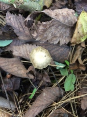Psathyrella amarescens