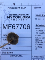 Psathyrella amarescens
