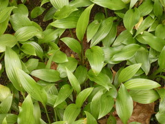 Hosta longipes