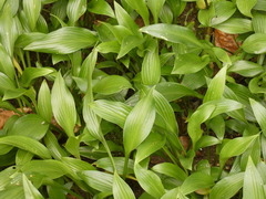Hosta longipes