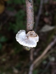 Poronidulus conchifer image