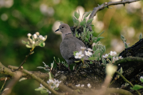 Tórtola turca (Streptopelia decaocto)