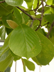Magnolia denudata