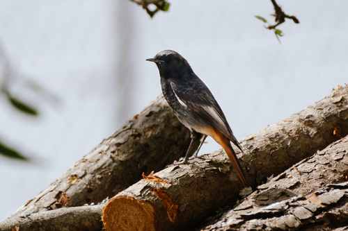 Colirrojo tizón (Phoenicurus ochruros)