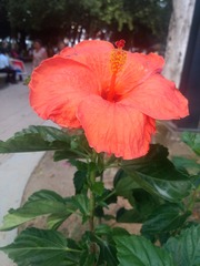 Hibiscus rosa-sinensis