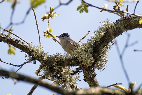 Curruca capirotada (Sylvia atricapilla)