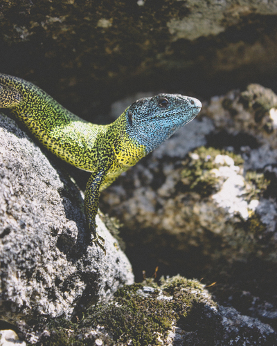 Iberian Emerald Lizard, Lacerta schreiberi