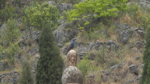 Blue Rock-Thrush