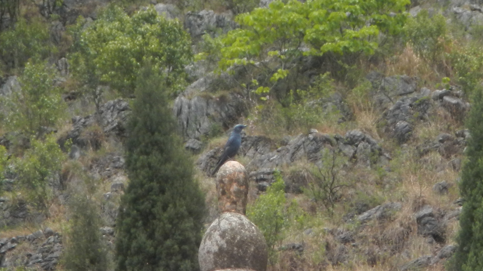Blue Rock Thrush