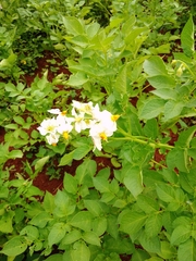 Solanum tuberosum image