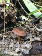 Cystoagaricus hirtosquamulosus