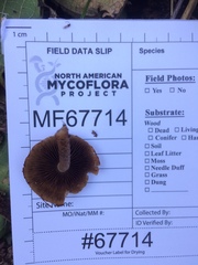 Cystoagaricus hirtosquamulosus