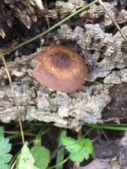 Cystoagaricus hirtosquamulosus