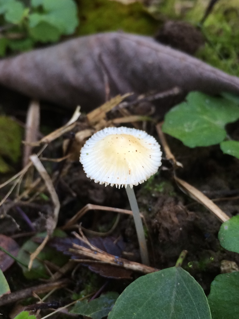 Walnut Mycena from County Road 650, Franklin, IN, US on October 23 ...