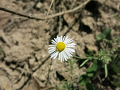 Erigeron palmeri
