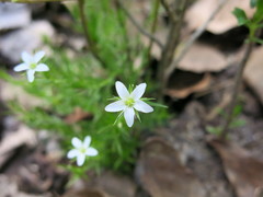 Arenaria lycopodioides