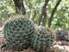 Coryphantha clavata clavata