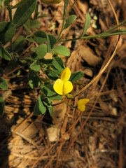 Zornia thymifolia