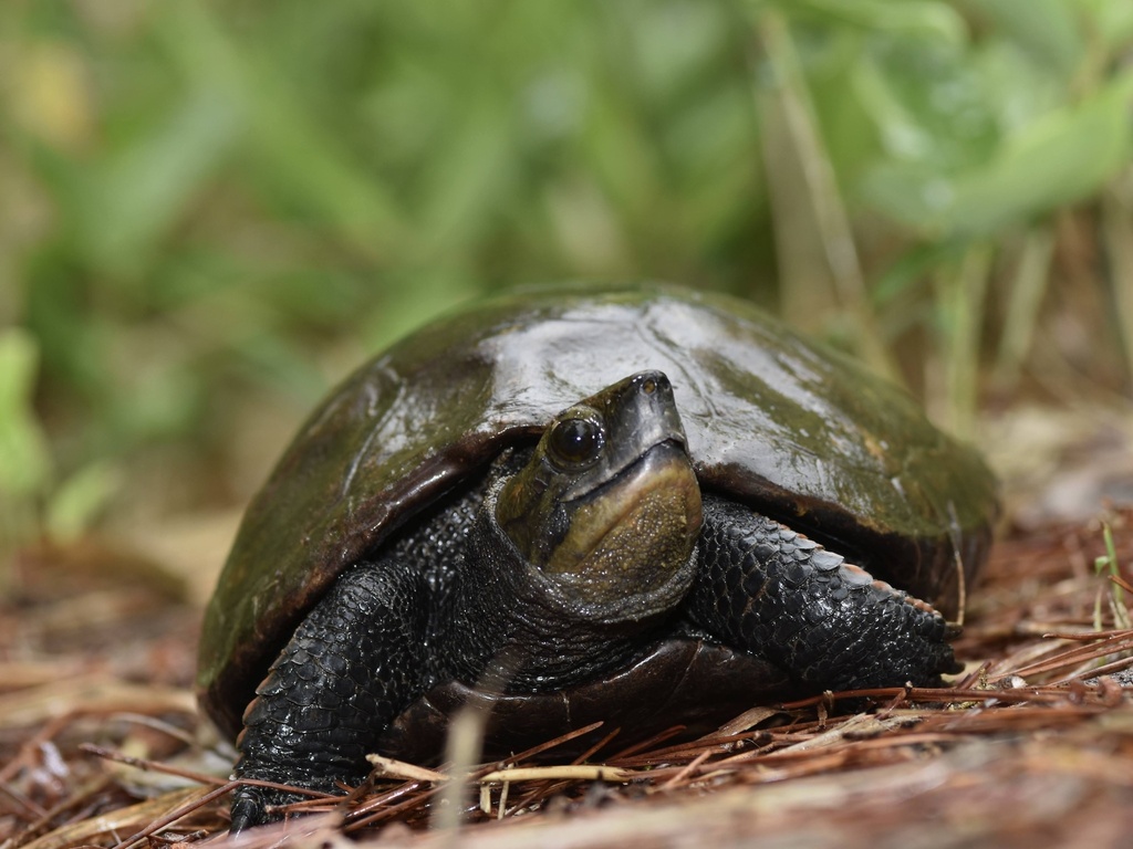 Japanese pond turtle in June 2022 by moto-frog. ニホンイシガメ (メス成体 ...