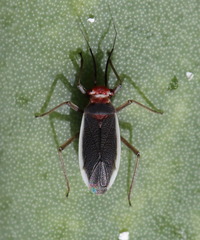 Hesperolabops gelastops