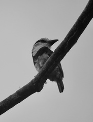 Notharchus hyperrhynchus image