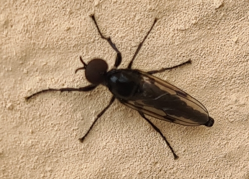 Fever Fly